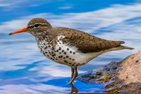 Spotted Sandpiper