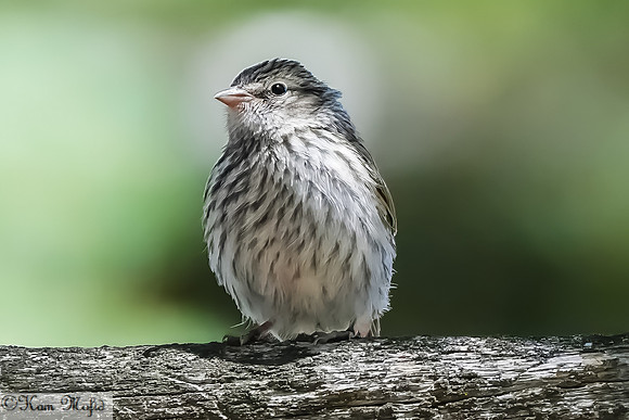 House Finch