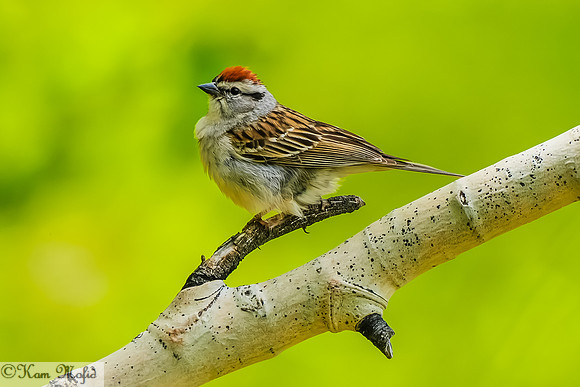 Chipping Sparrow