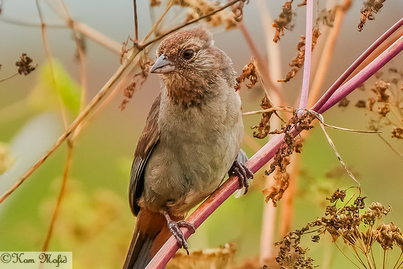 California Towhee