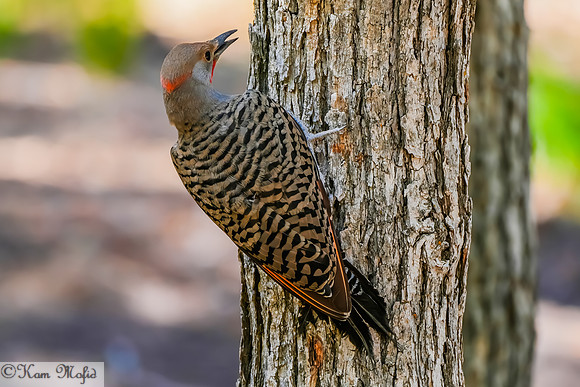 Northern Flicker