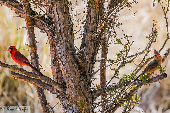 Northern Cardinal and Pyrrhuloxia