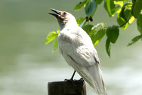A Leucistic Crow