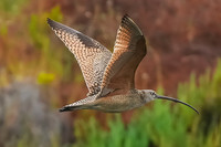 Long-billed Curlew