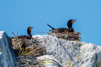 Double-crested Cormorant Nesting