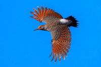 Norther Flicker