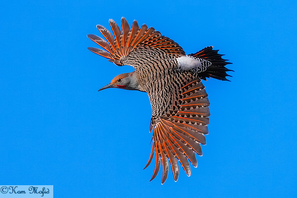 Norther Flicker